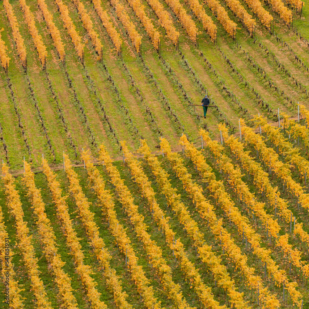 Farmer tending to grapevine in a vineyard, autumn