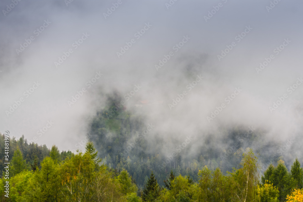 trees with dense white fog in the nature