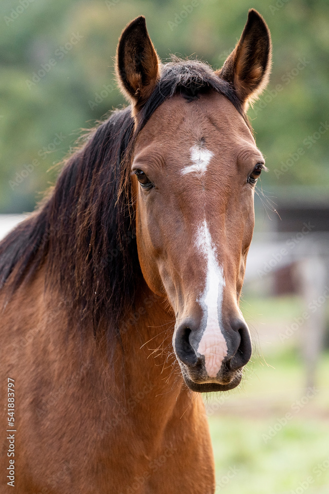 Fototapeta premium brown Lusitano horse close up