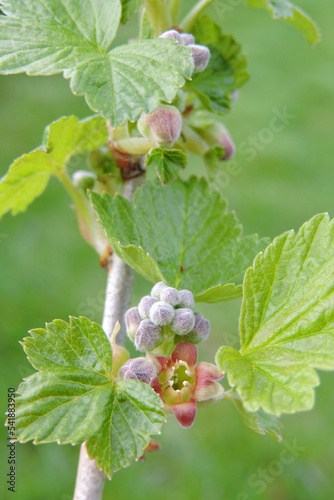 A close-up of currant buds, a flower and green leaves, blurred background