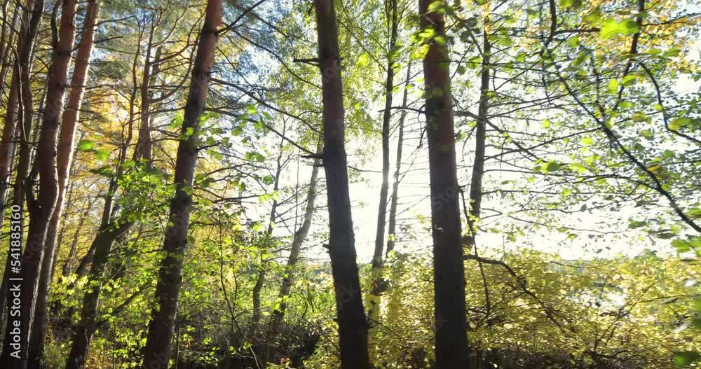 Beautiful sunlight in the forest, walk through the autumn forest in the sun, lens flare. Beautiful sunlight in the forest, walk through the autumn forest in the sun, lens flare.