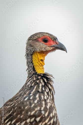 Close-up of Swainson's spurfowl under grey sky © Nick Dale
