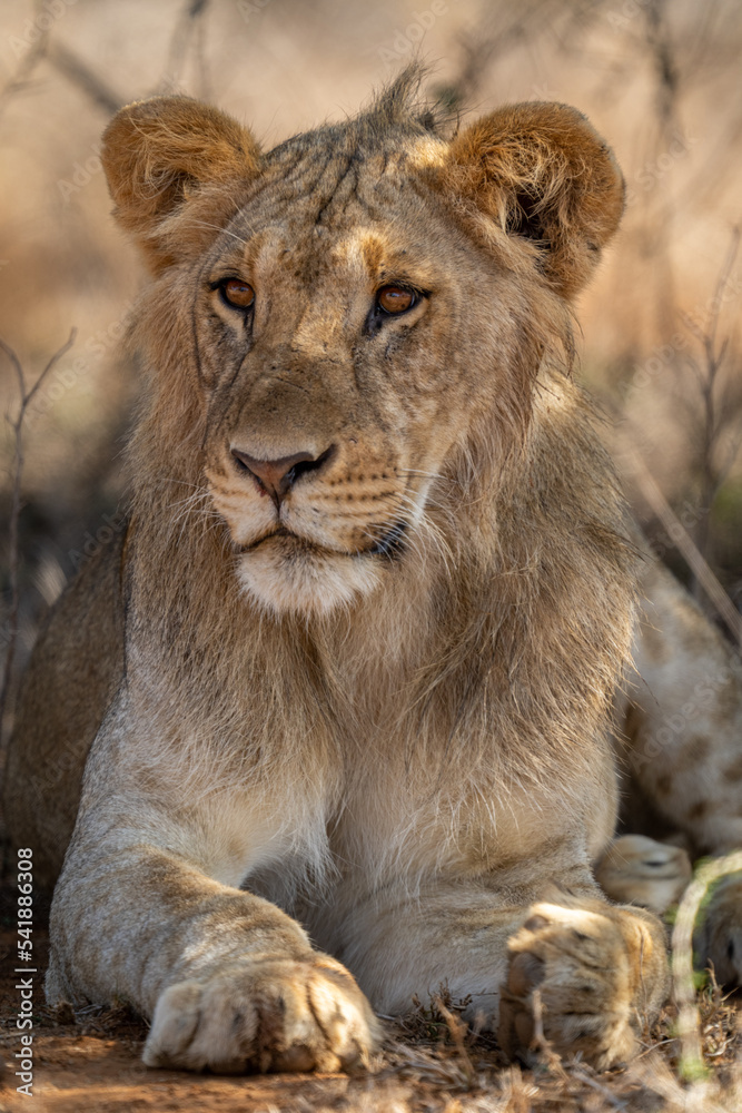 Close-up of male lion lying turning head Close-up of male lion lying turning head