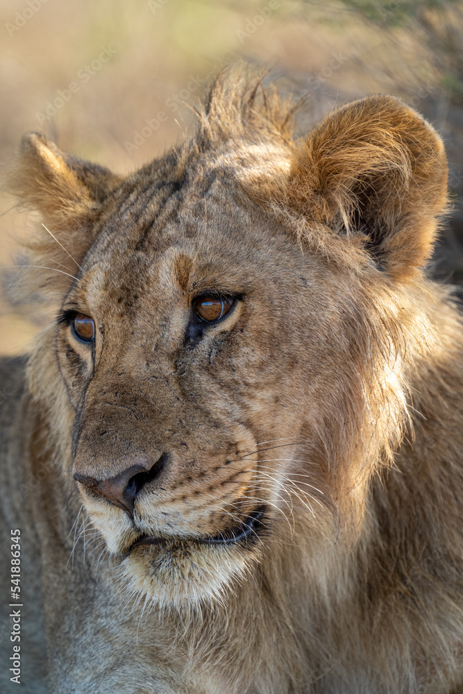 Close-up of young male lion cocking head Close-up of young male lion cocking head