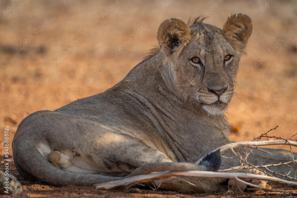 Close-up of young male lion lying staring Close-up of young male lion lying staring
