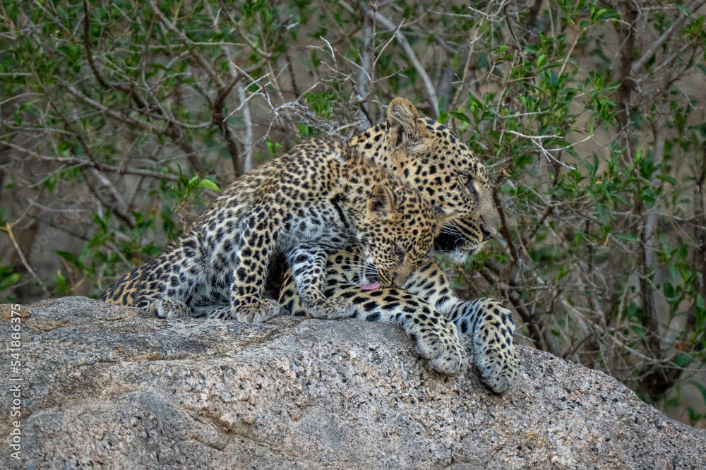 Cub sits licking leopard on shady rock Cub sits licking leopard on shady rock