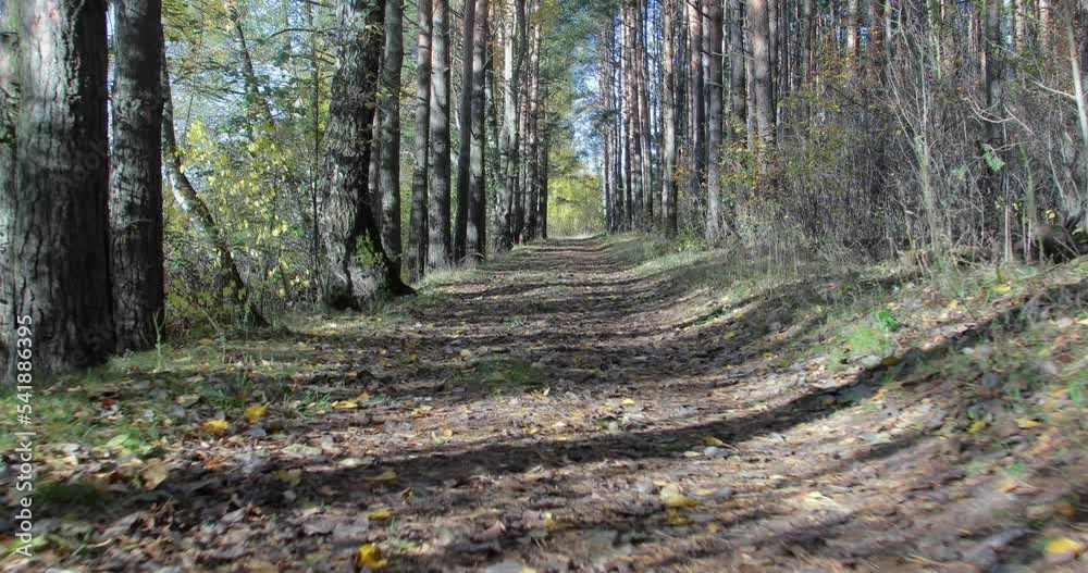 Empty hiking trail through a beautiful autumn forest. Relaxing walk along a remote path in a quiet forest on a sunny autumn day. Lens flare. Empty hiking trail through a beautiful autumn forest. Relaxing walk along a remote path in a quiet forest on a sunny autumn day. Lens flare.