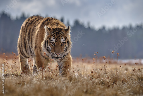 Siberian Tiger running. Beautiful, dynamic and powerful photo of this majestic animal. Set in environment typical for this amazing animal. Birches and meadows