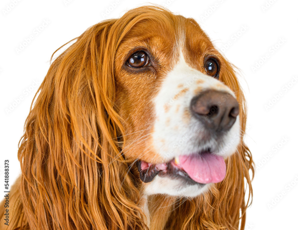 Dog expressions, studio shot of a cute animal pet