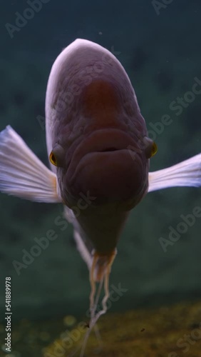 exotic fishes: giant albino paco in aquarium photo