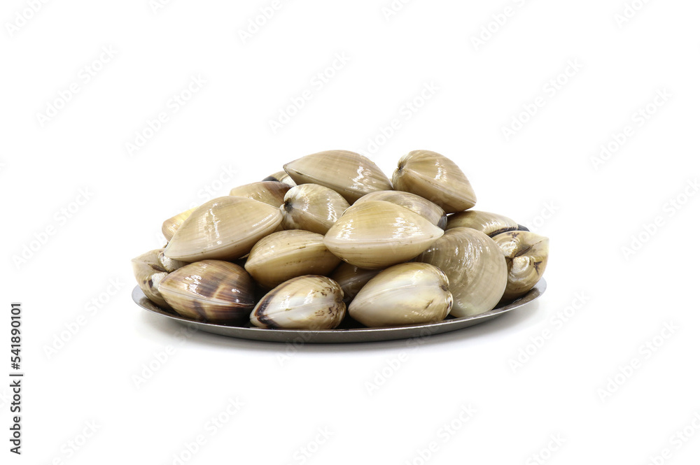 Closed up fresh baby clams, venus shell, shellfish, carpet clams, short