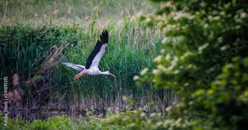 Flying white stork over a swamp