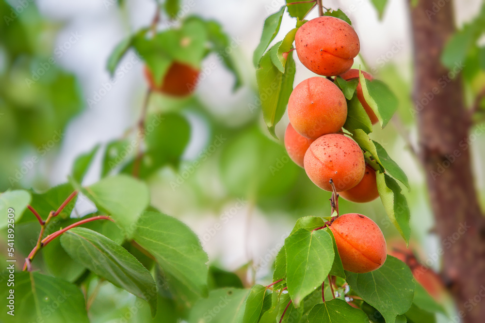 apricot on a branch StockFoto Adobe Stock