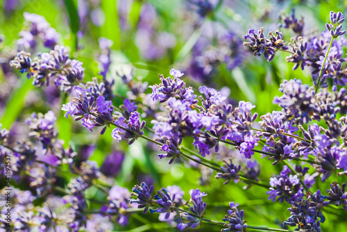 Blooming lavender outdoor natural macro photo  purple flowers