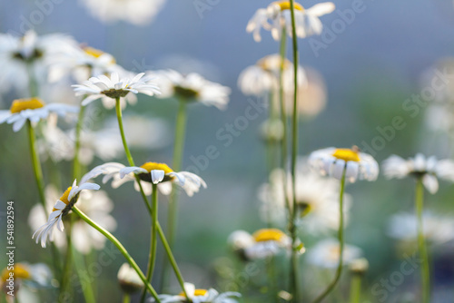 Chamomiles, summer background photo of white flowers