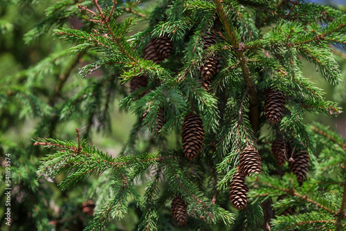 fir tree branch