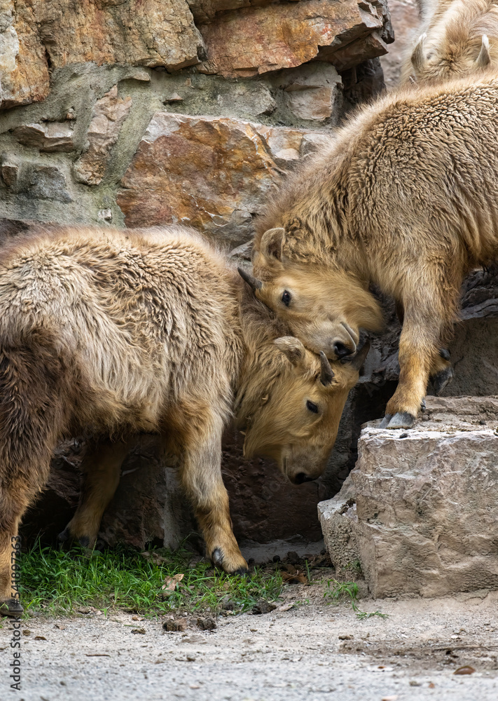 Fototapeta premium two takins are fighting against each other, head to head
