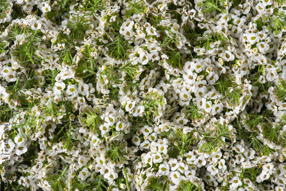 Autumn Harvest White Flowers Heads and Petals as Background Autumn Harvest White Flowers Heads and Petals as Background