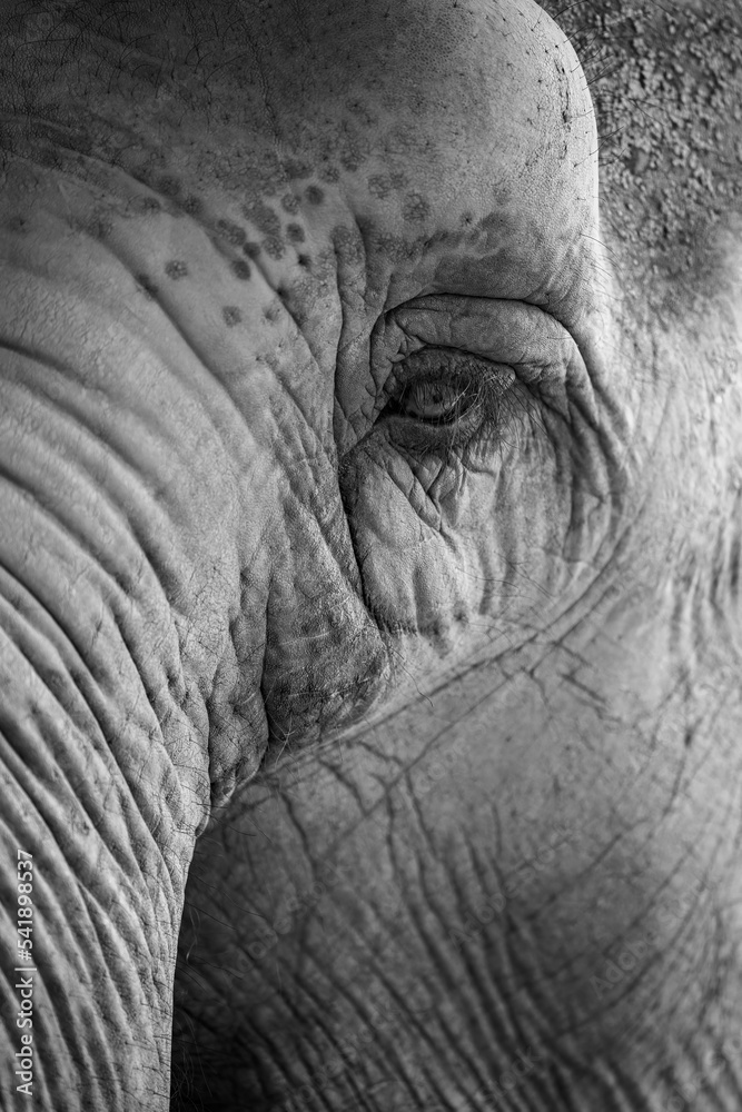 close up of an elephant head in black and white close up of an elephant head in black and white
