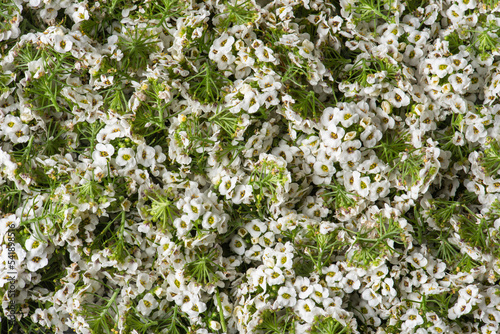 Autumn Harvest White Flowers Heads and Petals as Background