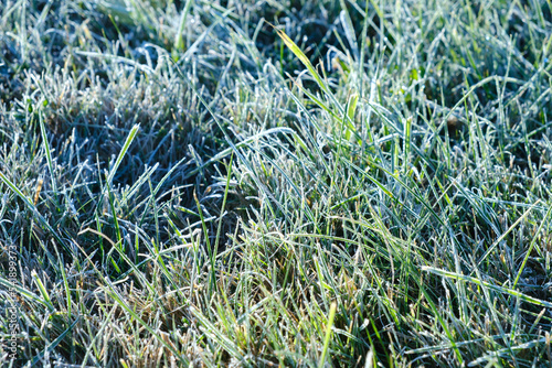Frozen green grass. First frost. Nature landscape details. Morning cold fresh. Close-up lawn. Late autumn. Spring warming. Weather forecast background. Natural texture. Concept of changing seasons