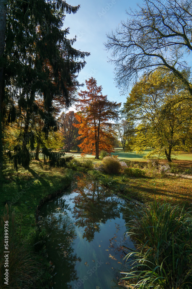 Postkarte: Sumpfzypresse im wunderbaren Herbst