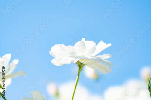 青空の下の白い花