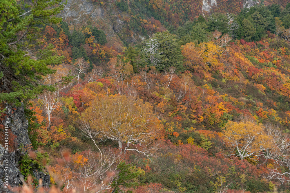 紅葉を見ながら山に登る　三方岩岳