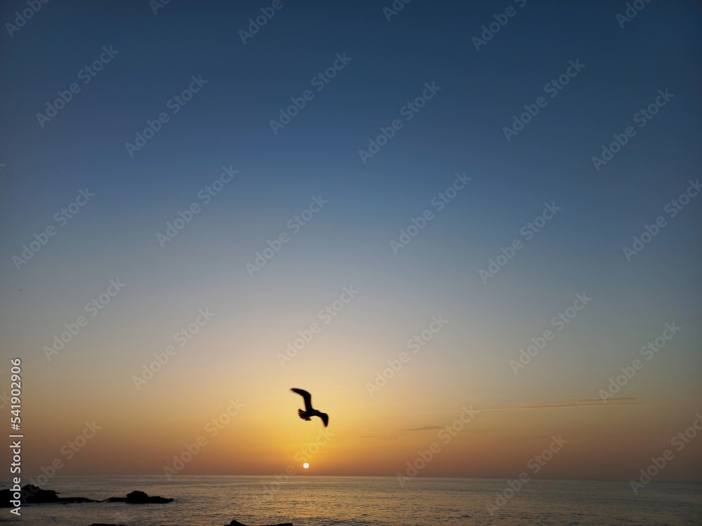 seagull on the beach at sunset