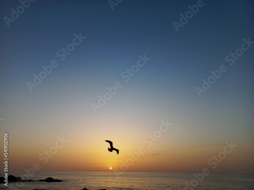 seagull on the beach at sunset