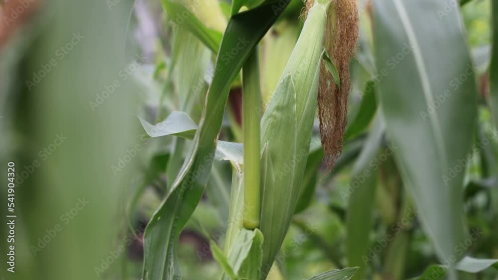 Growing corn. Close-up. The camera's focus shifts from the corn leaf to the corn cob. The wind shakes the corn. The background is blurry. Growing corn. Close-up. The camera's focus shifts from the corn leaf to the corn cob. The wind shakes the corn. The background is blurry.