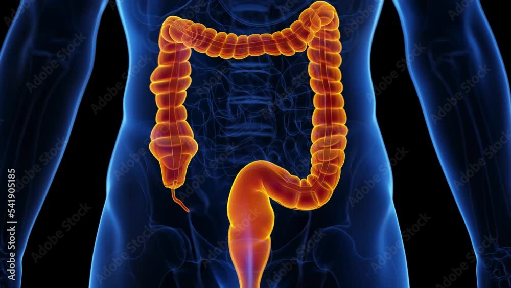 3d rendered medical animation of the colon peristaltic