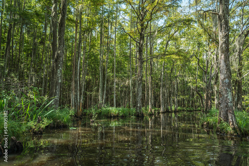 Bayou country at Honey Island Swampon a tributary of the Old Pearl River, Slidell, Louisiana