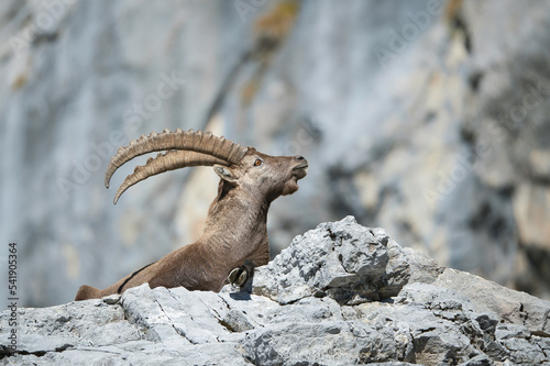 Alpine ibex in its natural habitat photo