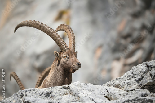 Fotografie, Tablou Alpine ibex in its natural habitat