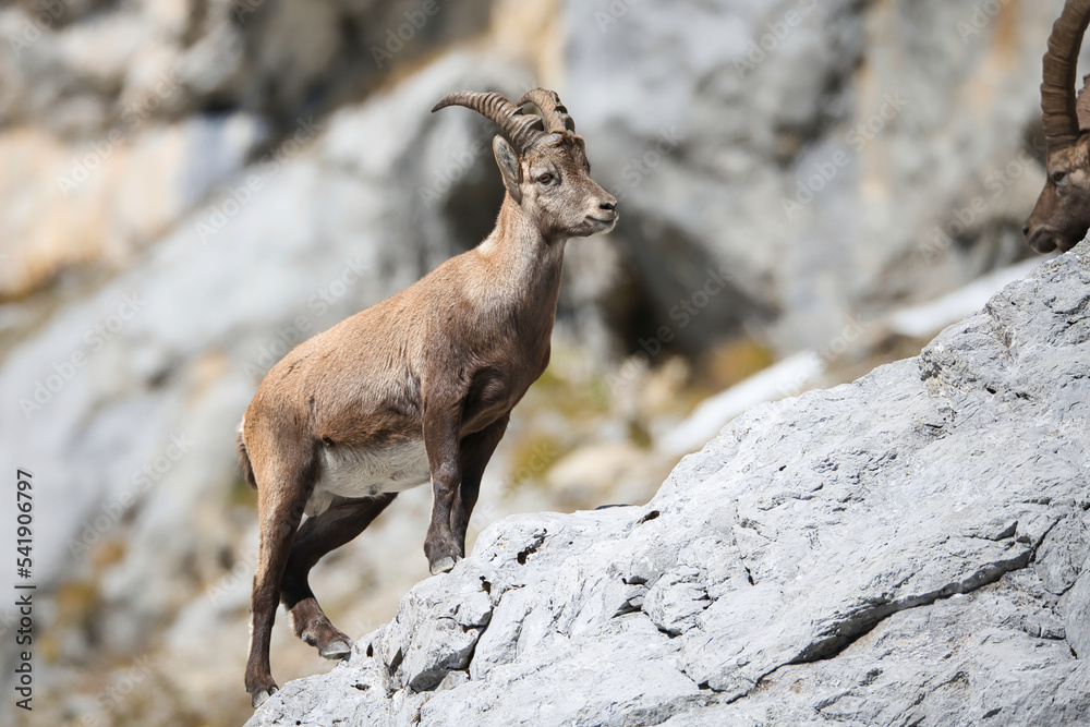 Alpine ibex in its natural habitat Alpine ibex in its natural habitat