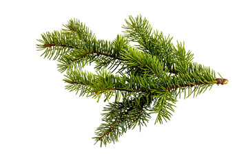 fir tree branch isolated on white