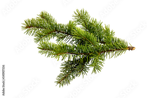 Fototapet fir tree branch isolated on white