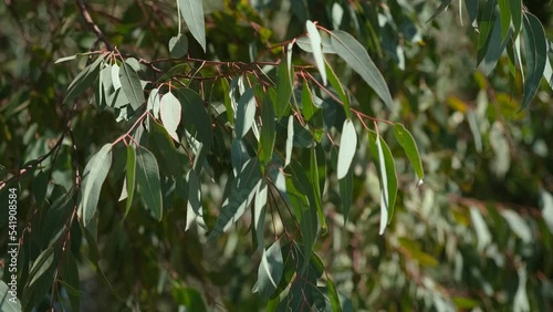 Eucalyptus tree branch moving on wind blow, evergreen plants nature