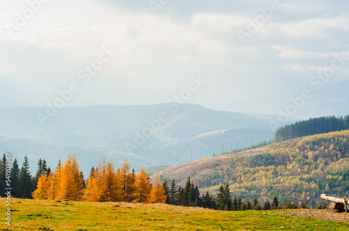 landscape autumn in the mountains colored coniferous forest yellow and green in the Carpathians pines firs, Larix, Pinaceae wallpaper screensaver blue sky tourism travel nature beauty