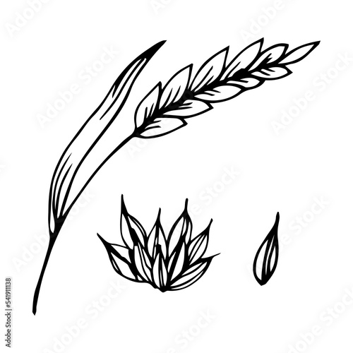 Wheat bread ears cereal crops sketch. Wheat, barley and grain malt. For a poster with the production process of a beer or whiskey brewery. Vector vintage engraved illustration. 