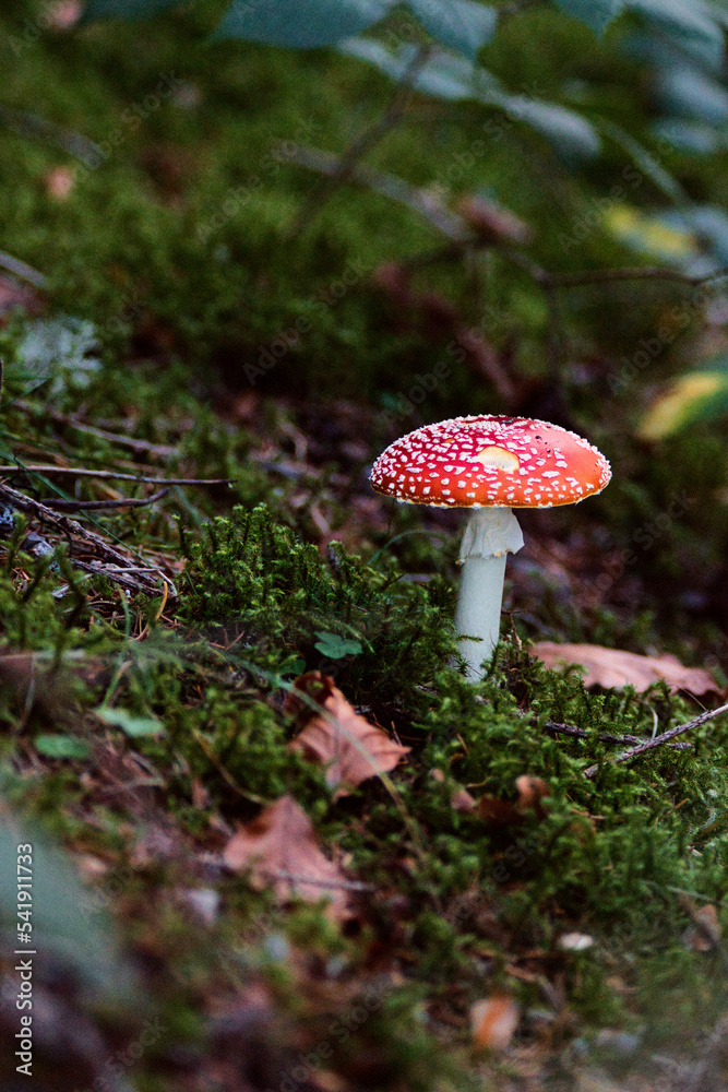 Fliegenpilz Fliegenpilz