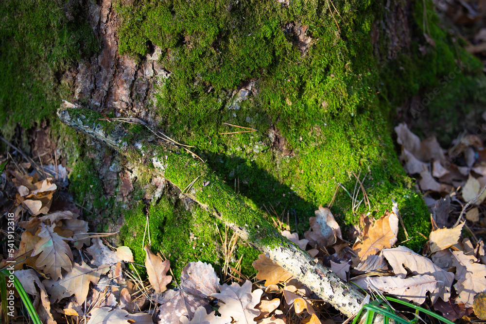 Green moss on the trunk of a tree. The nature of the forest. Green moss on the trunk of a tree. The nature of the forest.