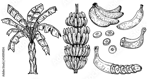 Bananas tree and tropical fruits vector set. Sketch hand drawn collection. Drawing with the image of bananas. Foliage and leaves of palm trees