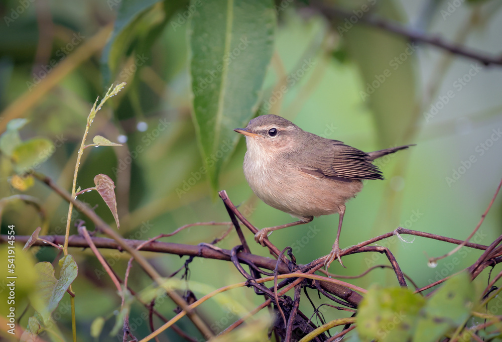 dusky warbler is a leaf warbler which breeds in the east Palearctic. dusky warbler is a leaf warbler which breeds in the east Palearctic.