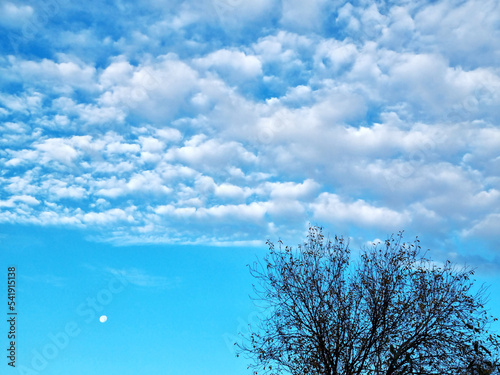 blue morning sky with clouds and moon. tree in the sky.