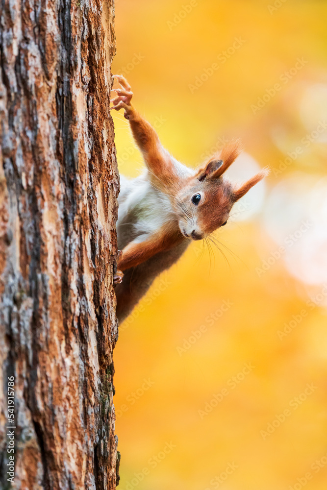 red squirrel, Sciurus vulgaris, Autumn, nut and dry leaves red squirrel, Sciurus vulgaris, Autumn, nut and dry leaves