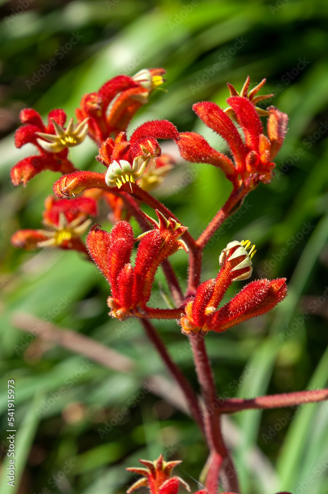 Sydney Australia, open flower of a orange kangaroo paw plant Sydney Australia, open flower of a orange kangaroo paw plant