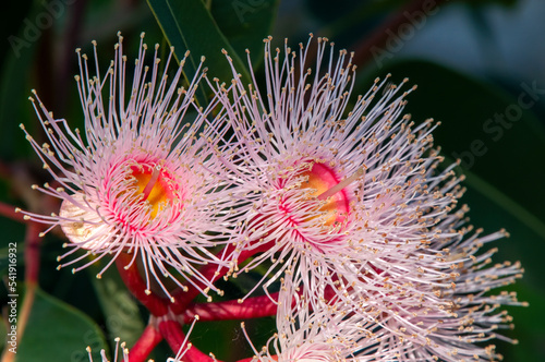 Sydney Australia, pink flowers of a corymbia 