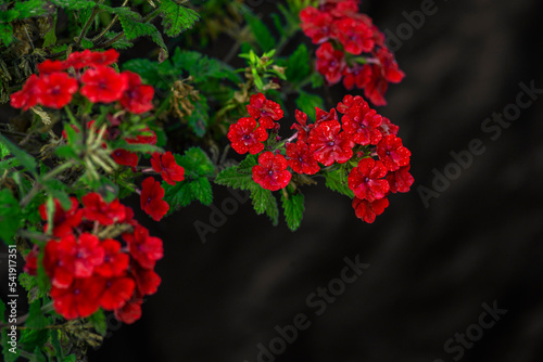 Bright flowers of hybrid Verbena blooming (Verbena tenera) Red phlox grows in the garden near the house..
